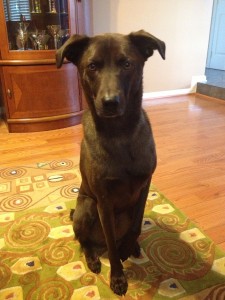 FLAVORx dog Bear
