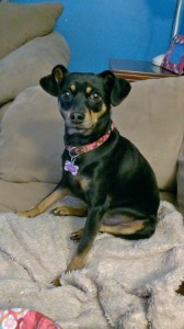 FLAVORx dog Luna