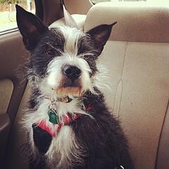 FLAVORx dog Dory
