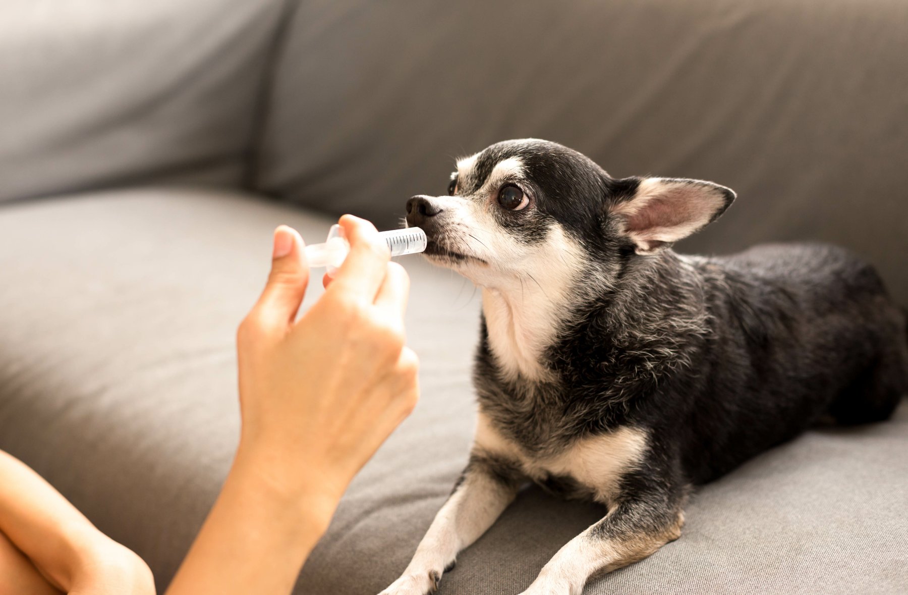 5 Medications For Pets You Should Always Flavor