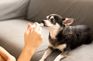 5 Medications For Pets You Should Always Flavor